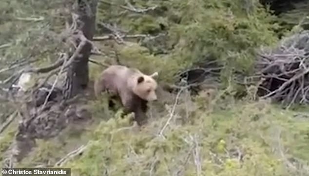 The clip, which lasts just 49 seconds, shows the huge brown bear moving toward him