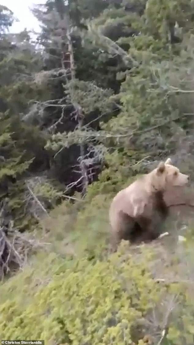 The bear is seen charging at Dimitris as his dock furiously barks in the background
