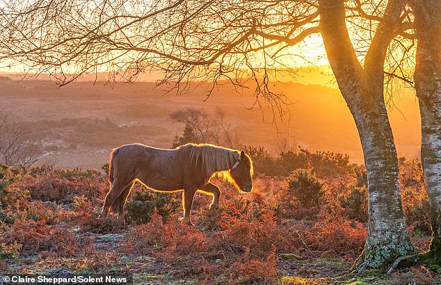 A pony walks though a frosty landscape as the sun rises in the New Forest, Hampshire