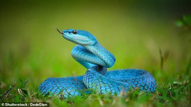 The popularity of the character Gary De'Snake has led to a 'boom' in demand for Gary's real-life counterpart, the venomous Indonesian pit viper (pictured)