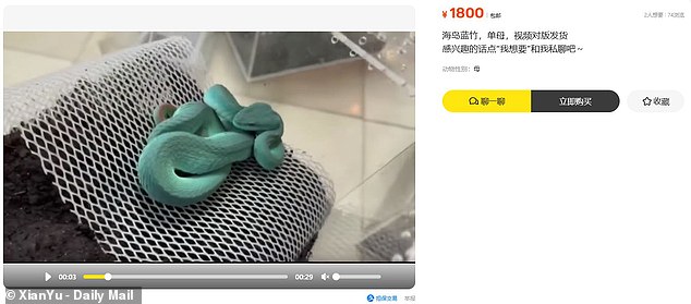 In China, unscrupulous pet dealers have attempted to cash in on the trend by selling the dangerous snakes online. The Daily Mail found this Indonesian pit viper for sale on the marketplace Xianyu for just £191 (1,800 Chinese Yuan)