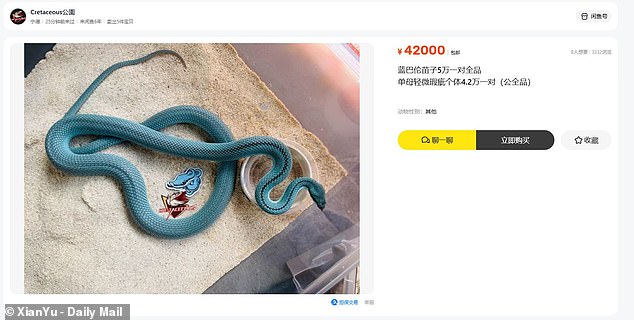 Many posts selling Indonesian pit vipers have been removed, but other venomous species, such as the baron's racer (pictured), were still available