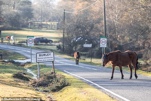 Houses on the outskirts of The New Forest can cost in the region of £600,000 to £700,000 and it only goes up from there