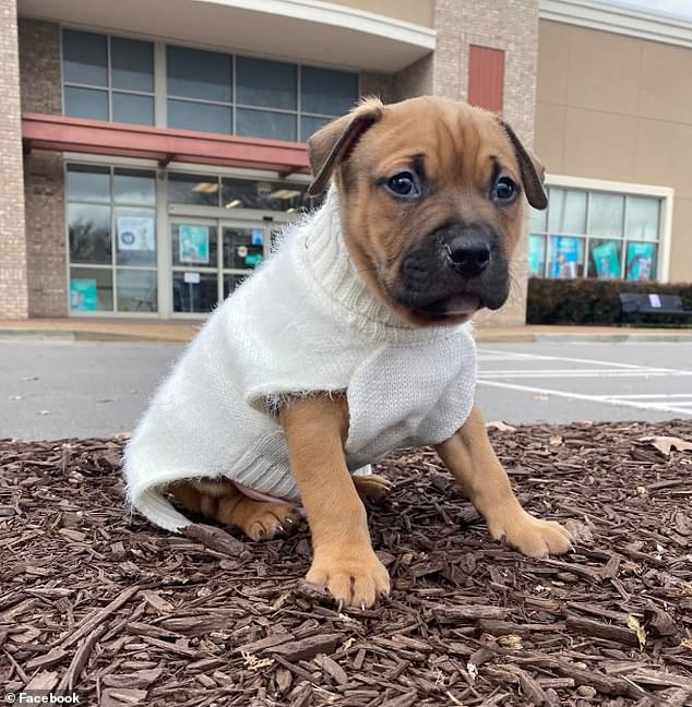 Mears had Dennis, seen as a puppy, since he was two weeks old