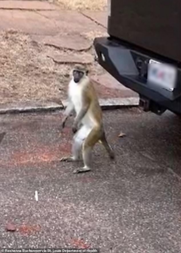No vervet monkeys have been caught and officials have not confirmed the amount of animals are loose