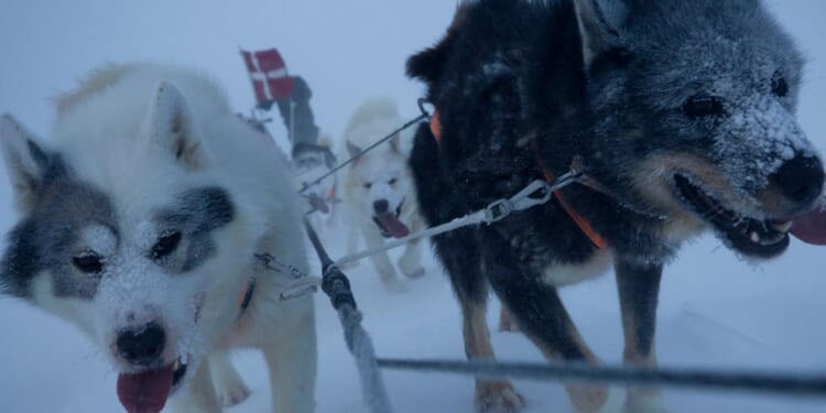 Inside Greenland's elite 'dog sled army' who SHOOT polar bears & patrol in -55C in landscape where others dare not tread