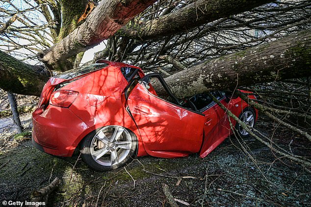 Damage caused by trees on Friday after they fell during Storm Goretti in Falmouth, Cornwall