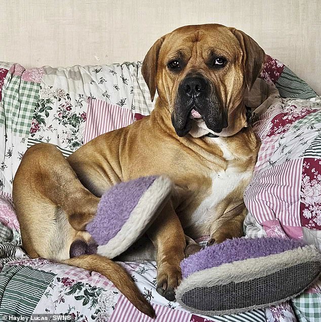 Frank (above) was sent to Save a Paw by her owner who drove from Essex to Scotland believing she had found the 'perfect home' for him