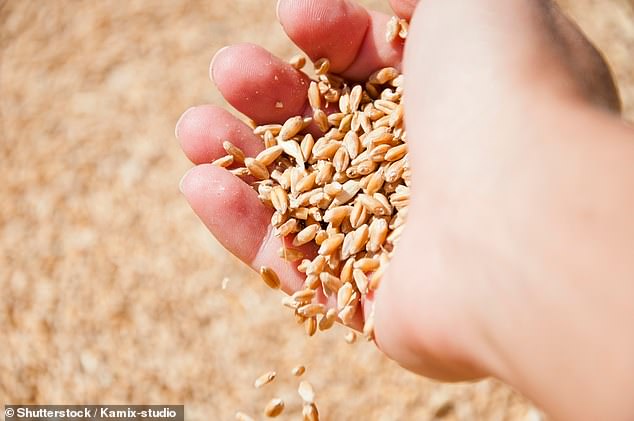 Whole wheat in particular is a good source of fibre, iron, zinc and B vitamins