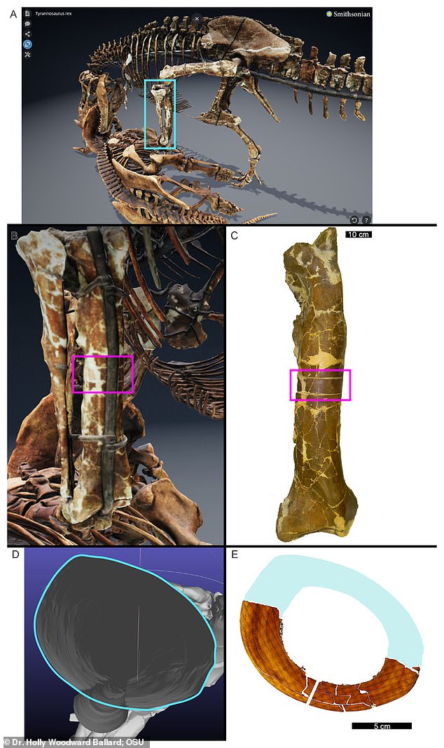Slices of the T. rex leg bones were viewed under polarized light to find previously unseen growth rings
