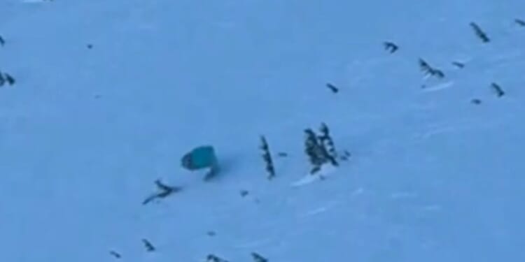 Dramatic moment paraglider smashes into a tree as he recklessly dashes down ski slope in an illegal wingsuit