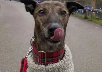 Fury as Center Parcs hikes cost of taking along a dog by £40 'to squeeze every last penny out of people'