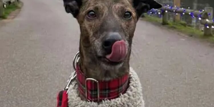 Fury as Center Parcs hikes cost of taking along a dog by £40 'to squeeze every last penny out of people'