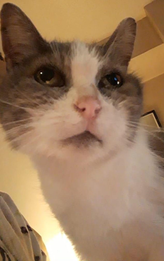 Mr McAuliffe said: 'This cushioned the blow about Bonny's death. Because I have got it in the back of my mind that it is not going to be the final goodbye'