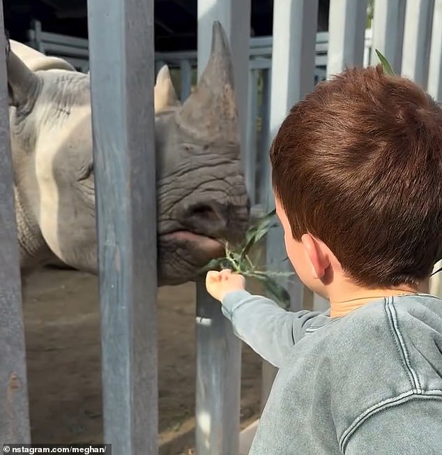 In one adorable video the back of six-year-old Archie's red head is visible as he carefully feeds leaves to a critically endangered black rhino