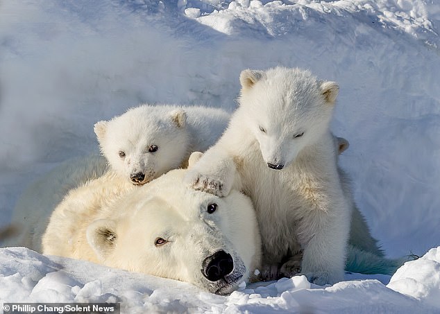 The mother was at Hudson Bay with her family in order to hunt seals to fear herself and her cubs