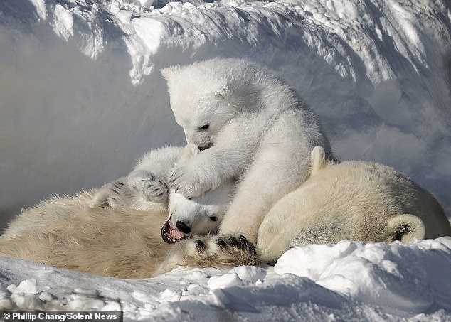 The cubs appeared very playful and energetic while their exhausted mother had to take a nap beneath them