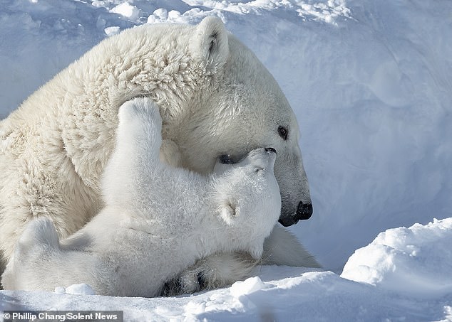 Semi-retired Californian photographer Phillip Chang, 70, searched for the polar bears for 11 days around Churchill in Manitoba, Canada