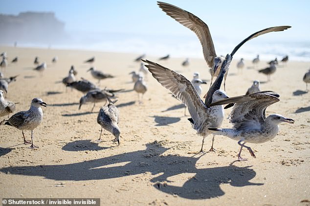 Seagulls were spoilt for choice at Falling Sands yesterday as millions of chips covered the beach