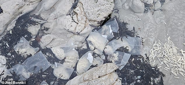 'Among the unusual sightings of washed-up items - including onions found earlier this week - nothing compares with this,' said Mr Bonnici