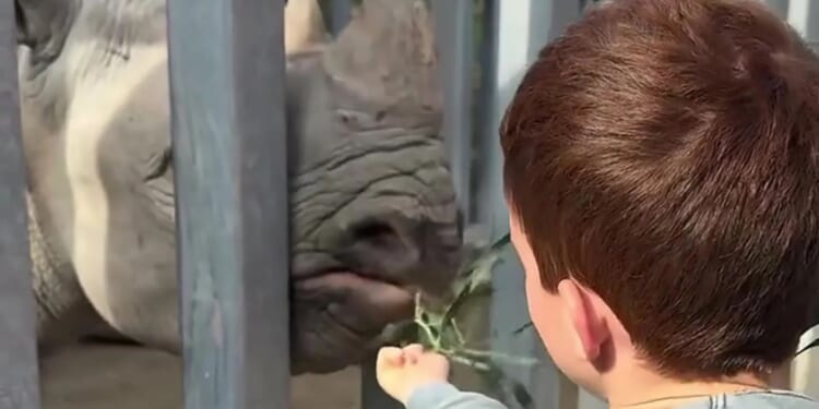 Meghan Markle shares sweet videos of Lilibet playing in the pool, dancing with Harry & Archie feeding rhinos at the zoo