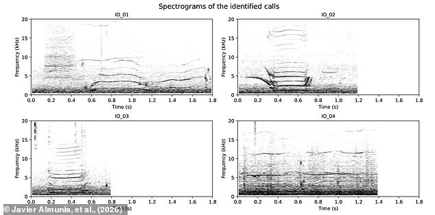 Using sensitive sonar equipment, researchers found four unique vocalisations that were unlike any orca communications ever recorded (pictured)
