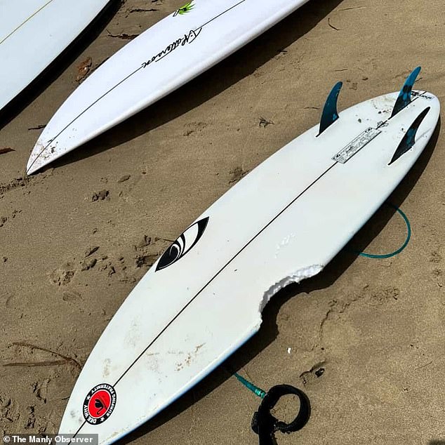 A 15cm bite mark on the board of the surfer involved in the most recent attack suggests he was most likely attacked by a bull shark, according to shark biologists from the primary industries department