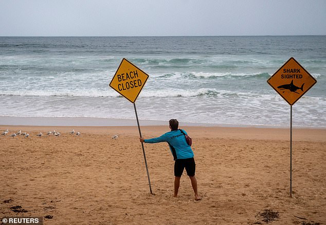 A lifeguards places a sign at Manly Beach, after a man was attacked by a shark in the afternoon, the second attack in Sydney's northern beaches