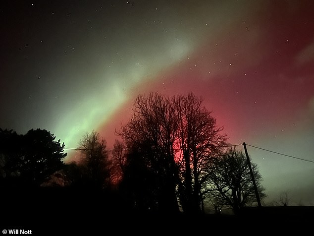 Trees have been beautifully silhouetted in Cornish skies