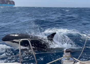 ‘Gladiator’ killer whale gang terrorising boats off Spain ‘speaking their own language that's never been heard before’