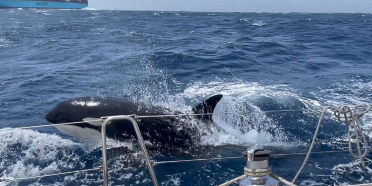 ‘Gladiator’ killer whale gang terrorising boats off Spain ‘speaking their own language that's never been heard before’