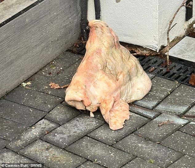 Police are investigating the 'appalling' hate crime, which the family believe was a targeted attack