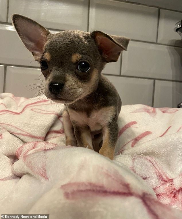 The nine-week-old puppy targeted by the thief was so young it did not even have a name yet