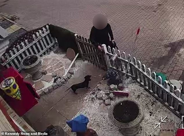 A heartbroken pet owner was filmed chasing a 'dog snatcher' down the street after a woman broke into her home and tried to stuff her puppy into a rucksack