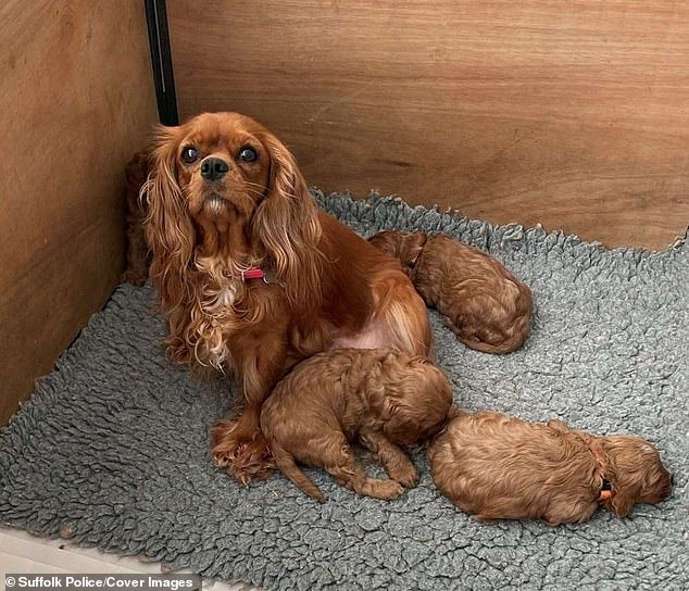 King Charles Spaniel, Mabel, and her puppies which are still missing after being stolen on December 2