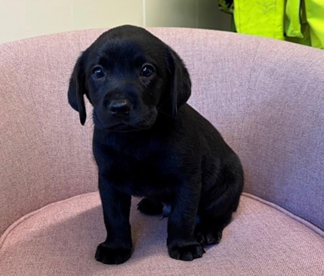 The black Labrador pup was miraculously found 170 miles away from his home and returned to the family