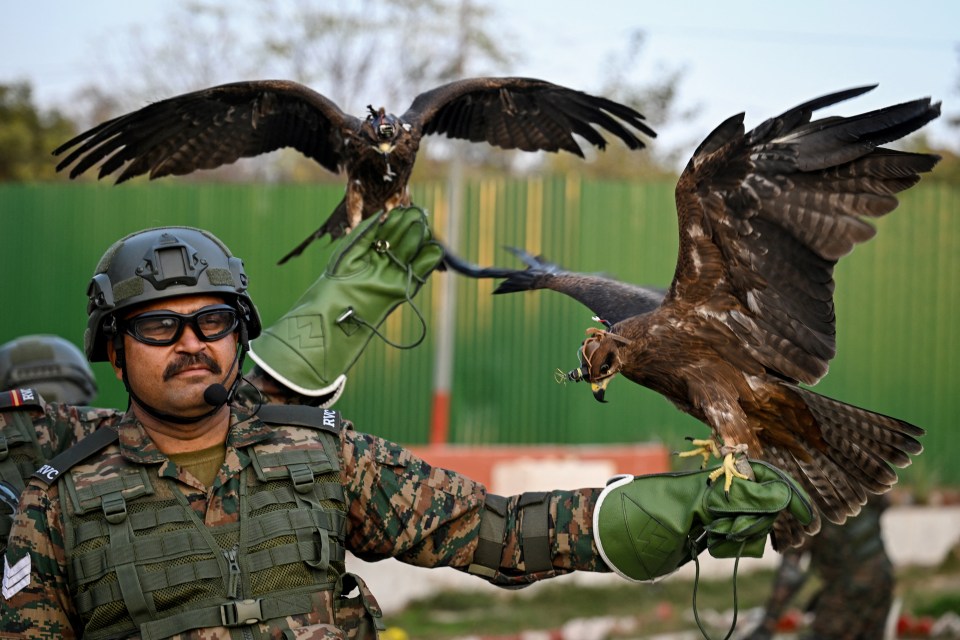A man in military fatigues and helmet holds two brown eagles, one perched on his gloved hand and the other flying over it.
