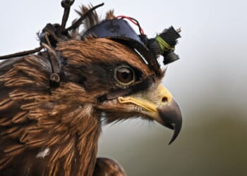 Incredible 'spy' eagles being trained to 'completely destroy' rogue drones in new war on the machines