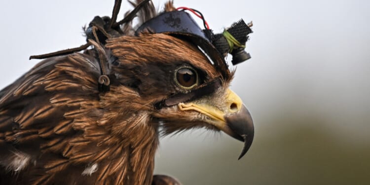 Incredible 'spy' eagles being trained to 'completely destroy' rogue drones in new war on the machines