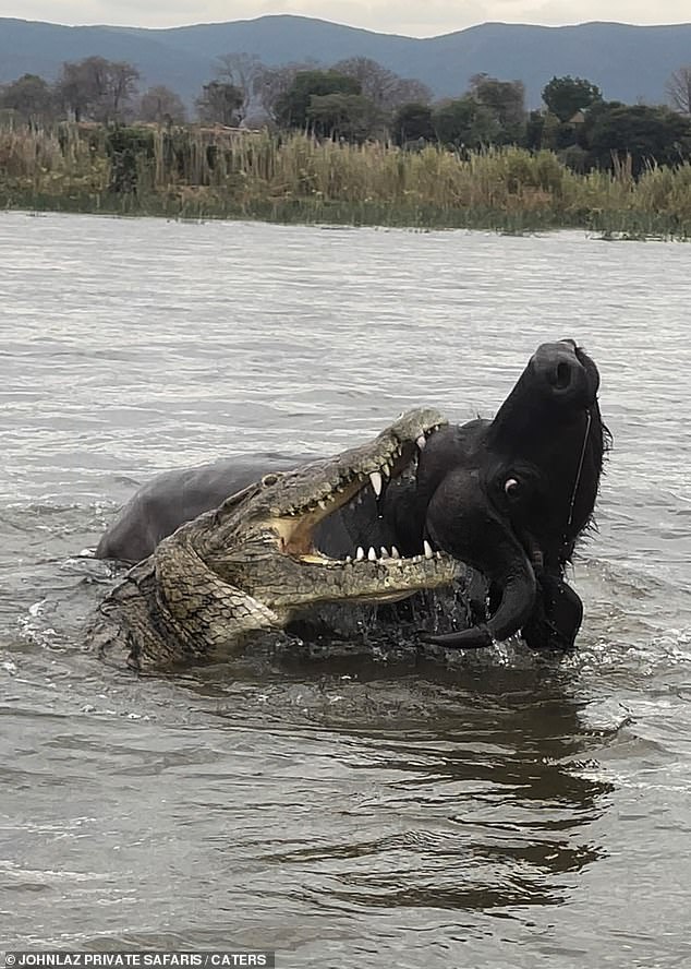 It seemed that the croc could not get proper purchase on the buffalo because of its horns