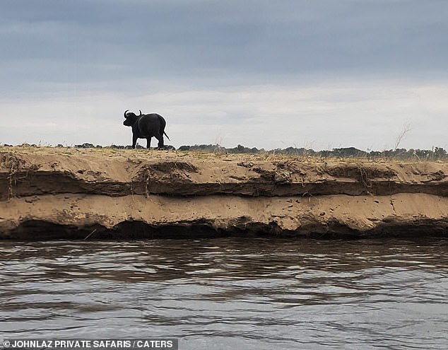 The buffalo retreated back to land - shaken but victorious against the deadly crocodile