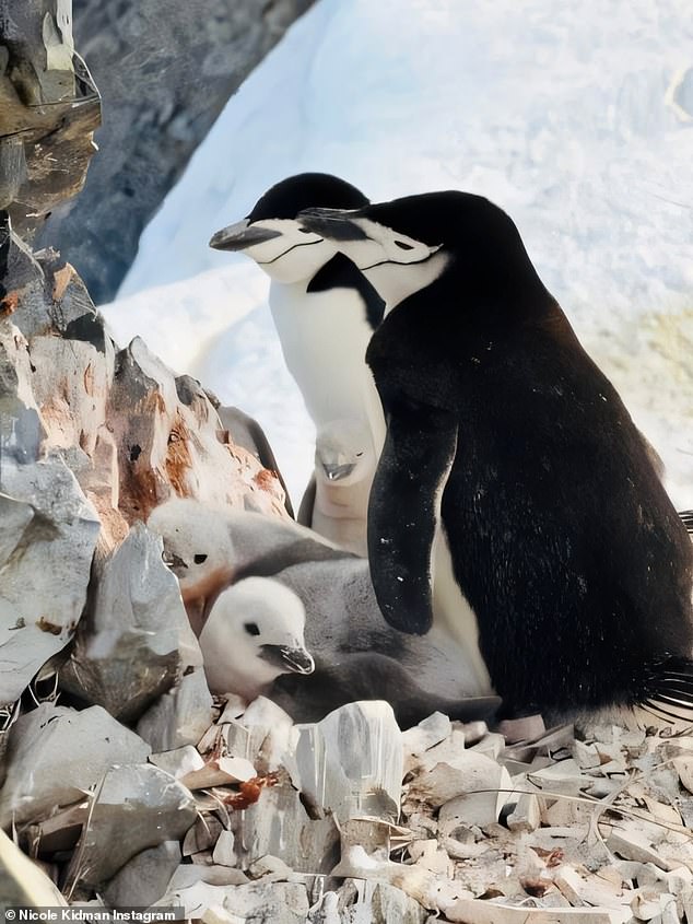 Ms Kidman and her sister donned matching red windbreakers and life jackets as they admired the wildlife, which included a family of chinstrap penguins