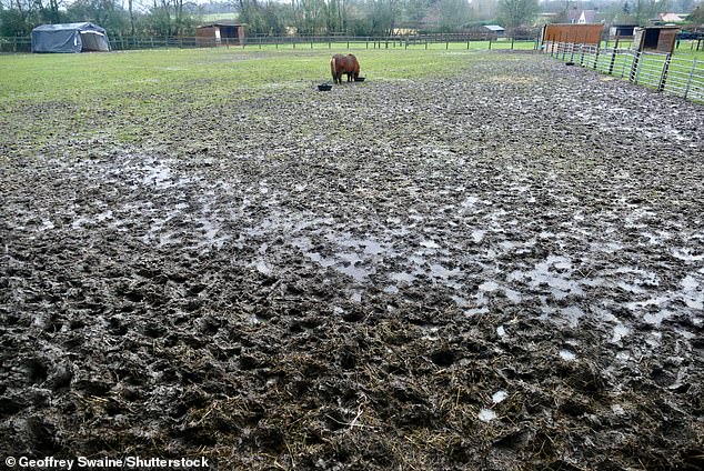 Ponies graze on their hay breakfast in a quagmire of mud in Dunsden, Oxfordshire, today