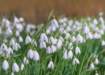 How to plant snowdrops in your winter garden and remind yourself spring is on the way