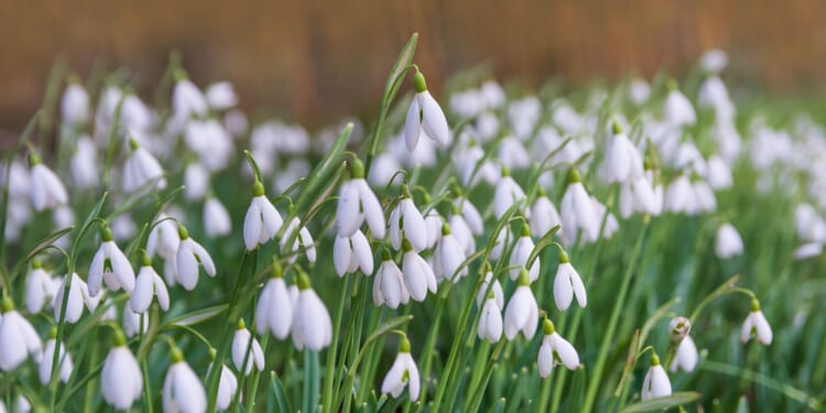 How to plant snowdrops in your winter garden and remind yourself spring is on the way