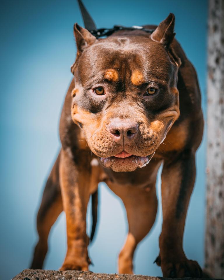 A closeup of a brown and tan XL Bully dog with cropped ears and a leash.