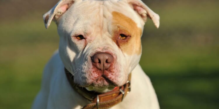 Scots man 'eaten by illegal XL Bully' in horrifying attack as devastated mum blasts lack of action