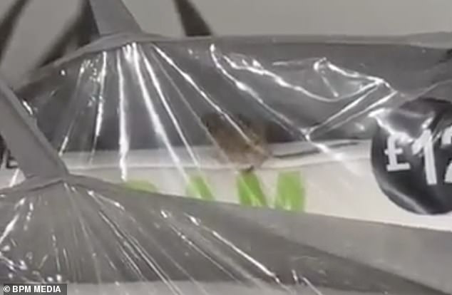 When the mouse was eventually liberated from the packaging, it went on the loose around the shop floor and jumped into a pillow basket