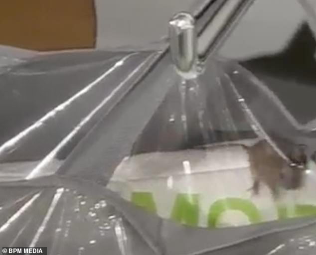 It had somehow got inside an apparently sealed bag for a £12 memory foam mattress