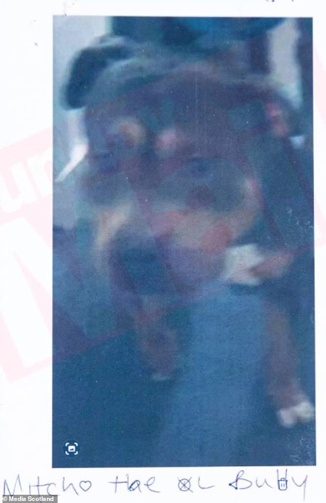 The XL Bully, named Mitch, belongs to Neal Stark, 37, who had given it to a friend when he was jailed for drug offences in February 2025